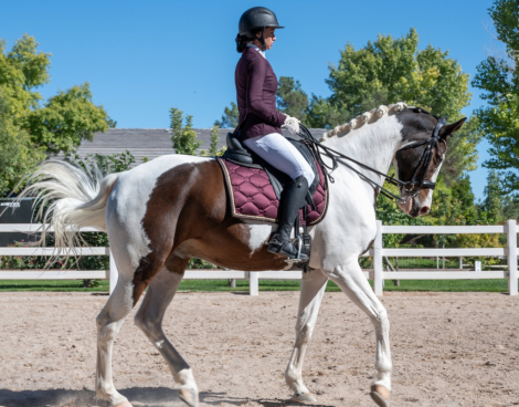 HorseID: 2304200 Penzance CF - PhotoID: 1092473