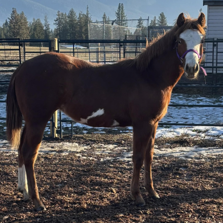 HorseID: 2304221 My Chips R Desirable - PhotoID: 1087135