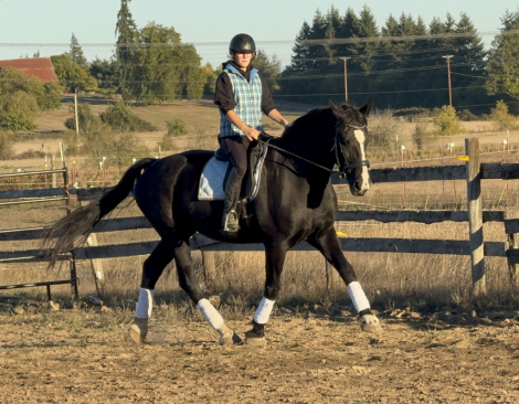 HorseID: 2304295 Lilth - PhotoID: 1087224