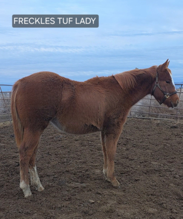 HorseID: 2304314 FRECKLES TUF LADY - PhotoID: 1087259