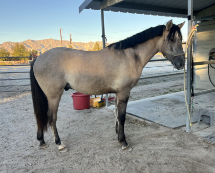 HorseID: 2304365 Ulisses - PhotoID: 1087306