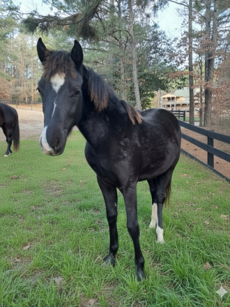 HorseID: 2304711 Ophelia - PhotoID: 1091497