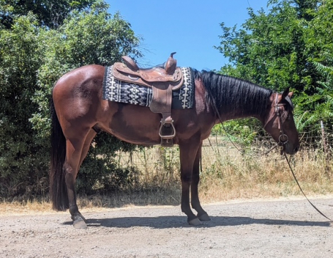 HorseID: 2304715 PDF Shouldabeena Toby - PhotoID: 1087703