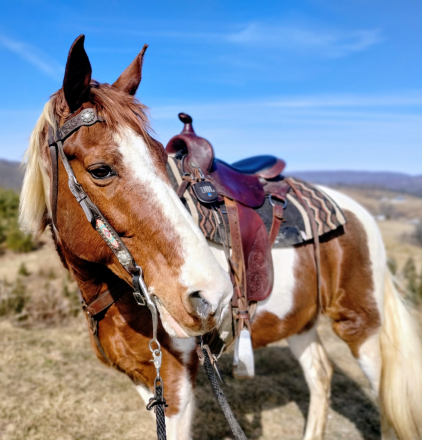 HorseID: 2304827 Snipers Watch Tower - PhotoID: 1087880
