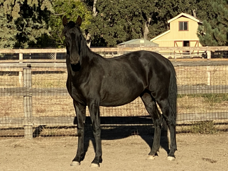 HorseID: 2304915 Leela - PhotoID: 1088021