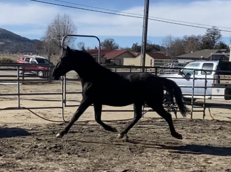 HorseID: 2304915 Leela - PhotoID: 1092566