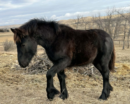 HorseID: 2305151 Fiddlehead Tannen of Legacy - PhotoID: 1088439