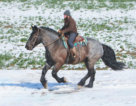 HorseID: 2305521 Blue Boy - PhotoID: 1088923