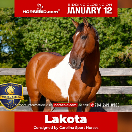 HorseID: 2305572 Lakota - PhotoID: 1089051