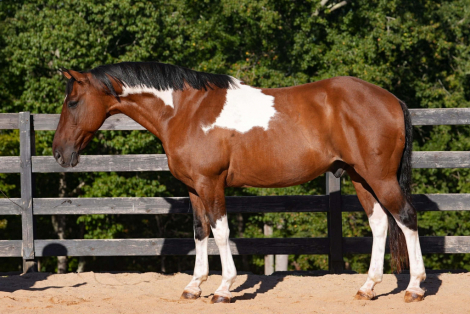 HorseID: 2305572 Lakota - PhotoID: 1089052