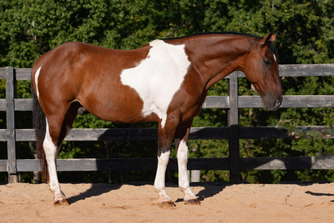 HorseID: 2305572 Lakota - PhotoID: 1089053