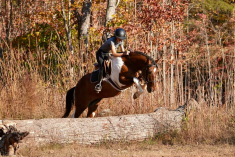 HorseID: 2305572 Lakota - PhotoID: 1089054