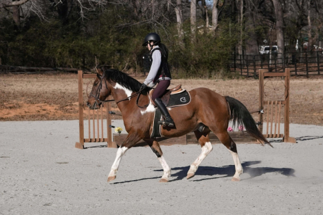 HorseID: 2305572 Lakota - PhotoID: 1089055