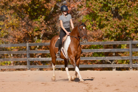 HorseID: 2305572 Lakota - PhotoID: 1089056