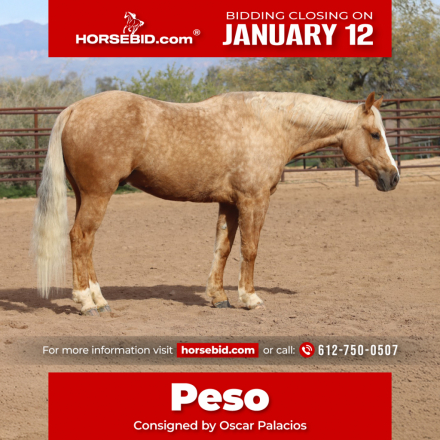 HorseID: 2305574 PLAYBOYS PESO - PhotoID: 1089057
