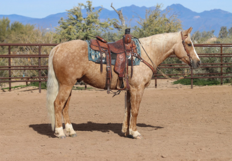 HorseID: 2305574 PLAYBOYS PESO - PhotoID: 1089058