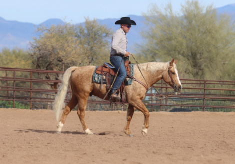 HorseID: 2305574 PLAYBOYS PESO - PhotoID: 1089059