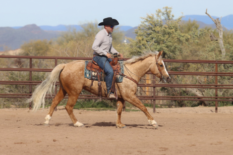 HorseID: 2305574 PLAYBOYS PESO - PhotoID: 1089060