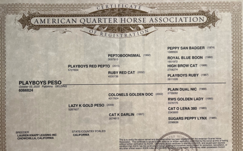 HorseID: 2305574 PLAYBOYS PESO - PhotoID: 1089061