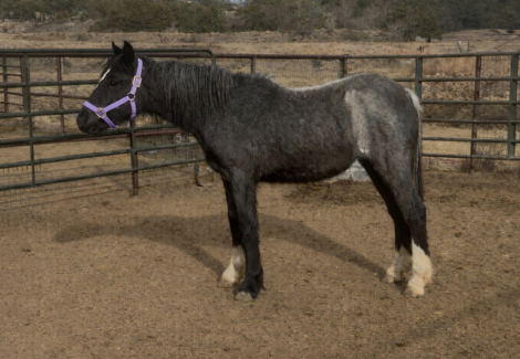 HorseID: 2305801 Blue Bonnet - PhotoID: 1089331