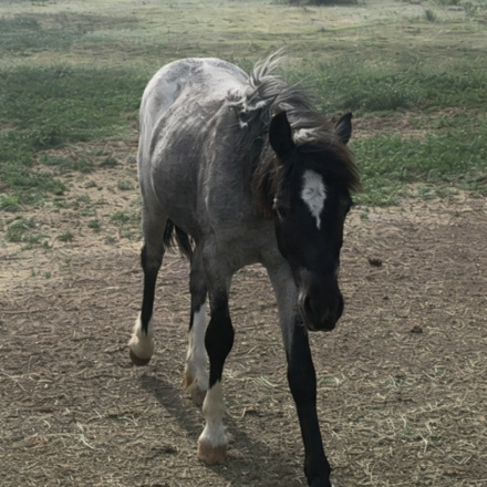 HorseID: 2305801 Blue Bonnet - PhotoID: 1089334