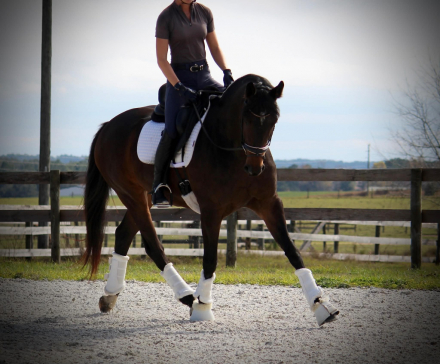 HorseID: 2305961 Pavlova - PhotoID: 1089522