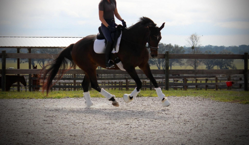 HorseID: 2305961 Pavlova - PhotoID: 1089523