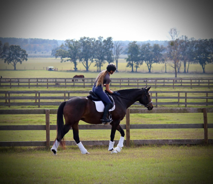 HorseID: 2305961 Pavlova - PhotoID: 1089524