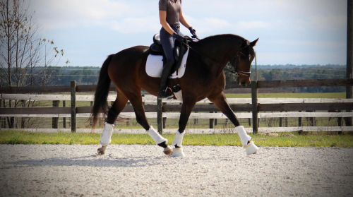 HorseID: 2305961 Pavlova - PhotoID: 1091463