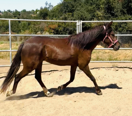 HorseID: 2305993 Tulsa - PhotoID: 1091608