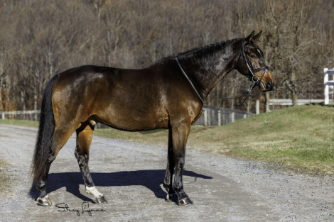 HorseID: 2306111 Matsoe JDV - PhotoID: 1089720