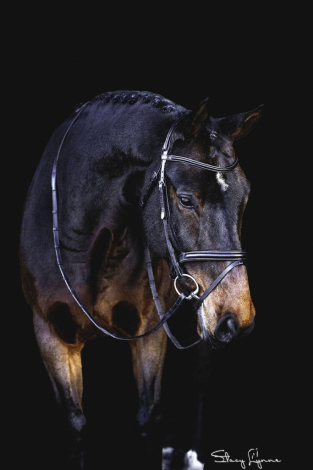 HorseID: 2306111 Matsoe JDV - PhotoID: 1089721