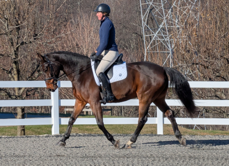 HorseID: 2306111 Matsoe JDV - PhotoID: 1089722