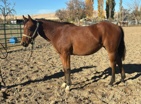 HorseID: 2306338 Worth Da Wait - PhotoID: 1091457