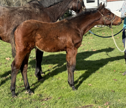 HorseID: 2306429 Really Big Dill - PhotoID: 1090145