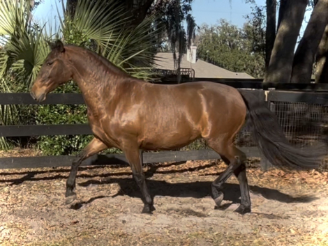 HorseID: 2306708 Thalia - PhotoID: 1090461