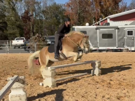 HorseID: 2306880 Artie - PhotoID: 1090662