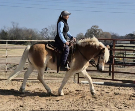 HorseID: 2306880 Artie - PhotoID: 1090776