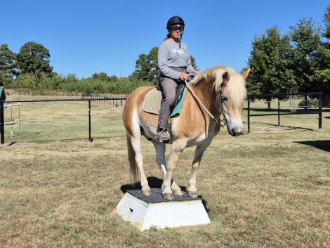 HorseID: 2306880 Artie - PhotoID: 1090777