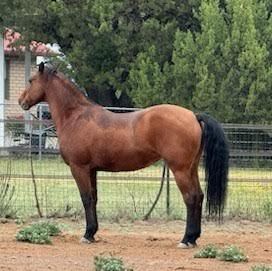 HorseID: 2306907 Sweet Liberty - PhotoID: 1091755