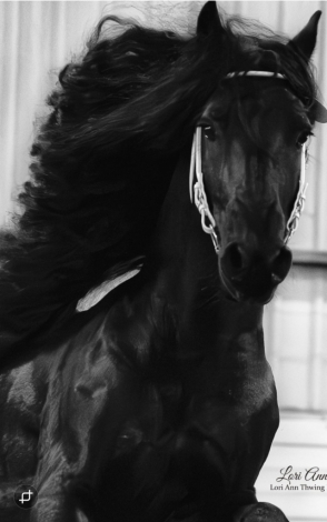 HorseID: 2306917 Milan CFJ Star Sport AA - PhotoID: 1090678