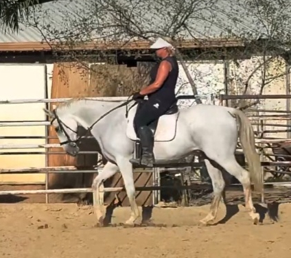 HorseID: 2307066 Kitty - PhotoID: 1091662