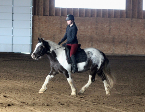 HorseID: 2307142 MC Sheza Majestic Dream - PhotoID: 1092484