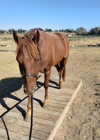 HorseID: 2307161 Red - PhotoID: 1091031