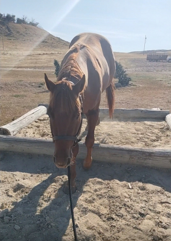 HorseID: 2307161 Red - PhotoID: 1092012