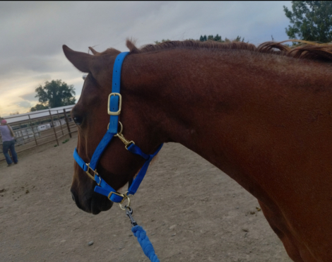 HorseID: 2307161 Red - PhotoID: 1092013