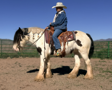 HorseID: 2307177 WF Middle Sister - PhotoID: 1091105