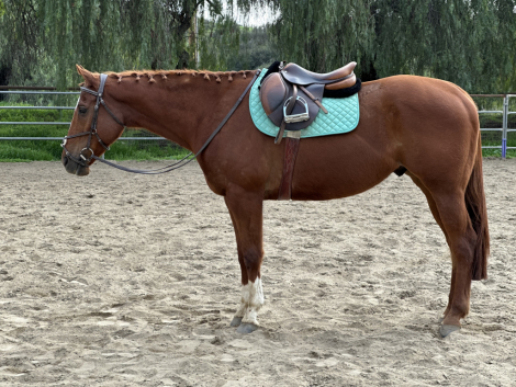 HorseID: 2307257 George - PhotoID: 1091188