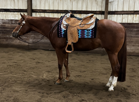 HorseID: 2307313 MY SLEEPY RED VETTE - PhotoID: 1091237