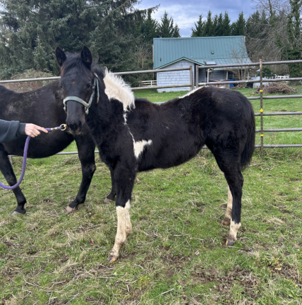 HorseID: 2307334 THIS FILLY IS ELIGIBLE FOR REGISTRATION WITH APHA - PhotoID: 1091254